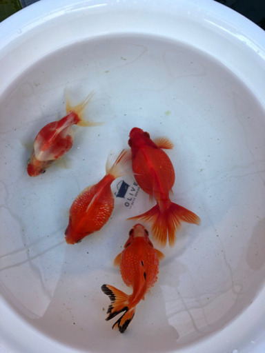 ピンポンパール 金魚 1匹300円 みある 篠原のその他の中古あげます 譲ります ジモティーで不用品の処分