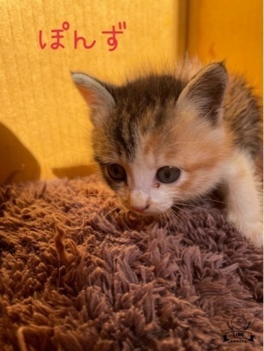 鳥居の下 に捨てられてた短足三毛ちゃん 1ヶ月 柚子杏 筑前前原の猫の里親募集 ジモティー 鳥居の下 に捨てられてた短足三毛ちゃん 1ヶ月 柚子杏 筑前前原の猫の里親募集 ジモティー