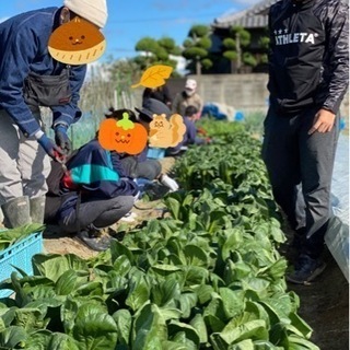 【毎週土曜日開催】盛り盛りに詰め放題！野菜の収穫体験 − 香川県
