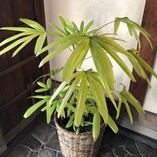 カンノンチク　観音竹　観葉植物