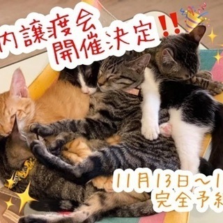 🌟猫の譲渡会🌟　11月13日〜14日（ツキネコ北海道）