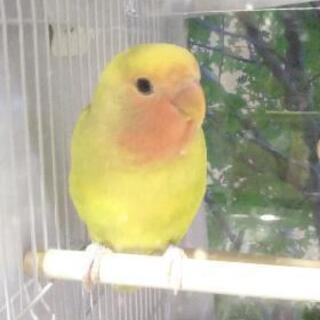 里親候補決まりました。色変わり コザクラインコ