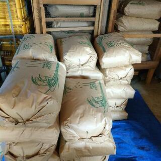令和3年新米③　にこまる30kg玄米　低農薬栽培　残り30個です。