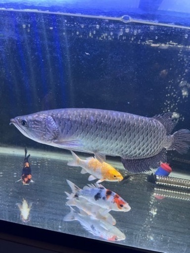 ノーザンバラムンディ