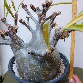 パキポディウムグラキリス