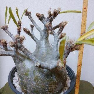 パキポディウムグラキリス