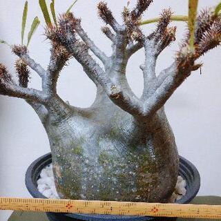 パキポディウムグラキリス