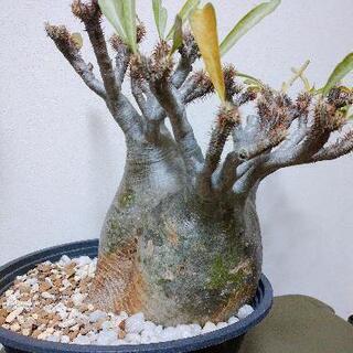 パキポディウムグラキリス