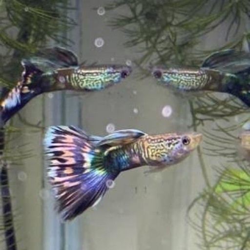 国産グッピー稚魚 横浜みらいメダカ 黄金町のその他の中古あげます 譲ります ジモティーで不用品の処分 国産グッピー稚魚 横浜みらいメダカ 黄金町のその他の中古あげます 譲ります ジモティーで不用品の処分
