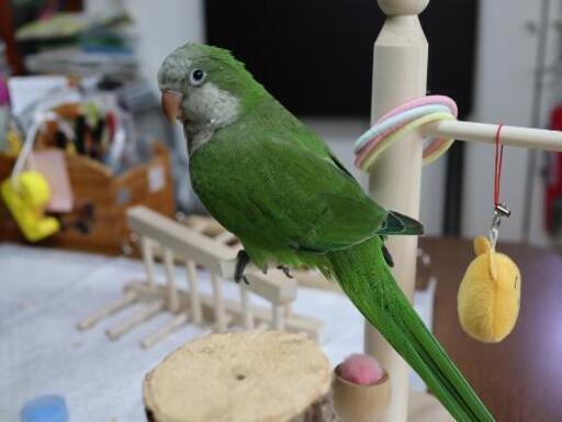 21 7 7産まれのオキナインコ里親募集 さよぴ 高槻市のその他の中古あげます 譲ります ジモティーで不用品の処分 21 7 7産まれのオキナインコ里親募集 さよぴ 高槻市のその他の中古あげます 譲ります ジモティーで不用品の処分