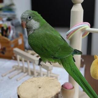 21 7 7産まれのオキナインコ里親募集 さよぴ 高槻市のその他の中古あげます 譲ります ジモティーで不用品の処分