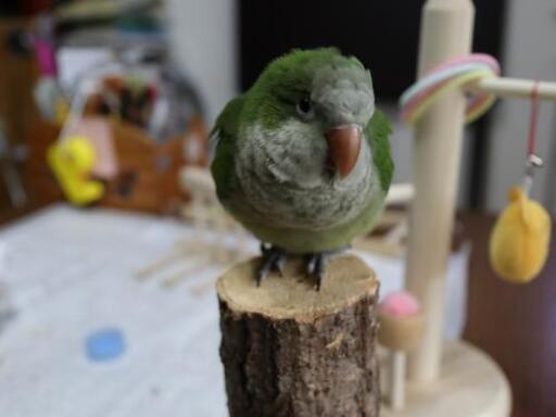 21 7 7産まれのオキナインコ里親募集 さよぴ 高槻市のその他の中古あげます 譲ります ジモティーで不用品の処分