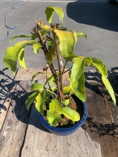 月下美人　約一メートルの鉢植え