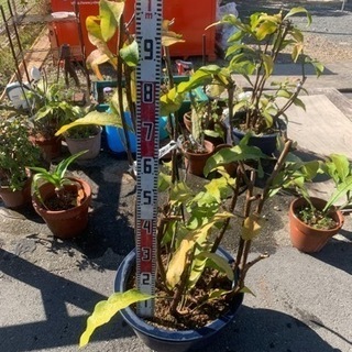 月下美人 約一メートルの鉢植え
