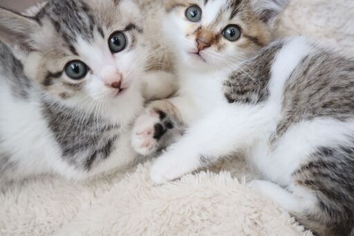 お話中 もこもこ真ん丸フォルムのサバ白 キジ白兄妹 スペイクリニック北九 北九州の猫の里親募集 ジモティー