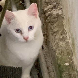 ※新写真あり※ブルーの瞳のさくら白猫ちゃん（仮称しらたま）里親募集