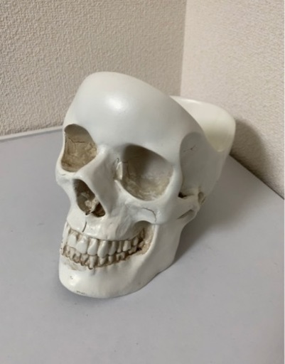 骸骨 ドクロ 小物入れ インテリア くまの森さん 西鉄福岡 天神 の家具の中古あげます 譲ります ジモティーで不用品の処分