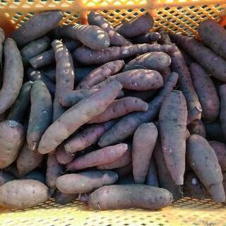●紫芋・パープルスイートロード●無農薬・無肥料栽培●3キロ●サツマイモ