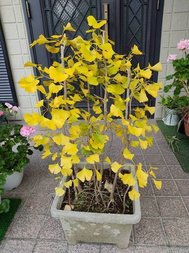 鉢植え★盆栽★イチョウ(15本寄植え)★高さ：約70cm★樹齢：約15年