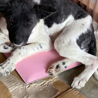 最初は、、、とってもシャイな野犬の女の子 - 犬