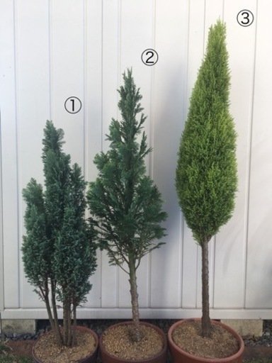 値下げ コニファー3種3 000円 1 500円 コニファー鉢植え鉢 Mm1980 吉良吉田のその他の中古あげます 譲ります ジモティーで不用品の処分