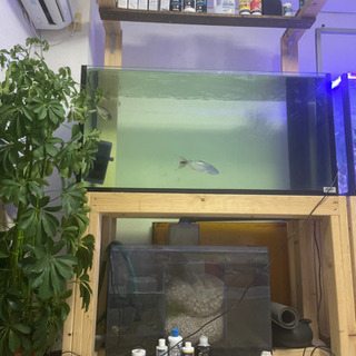 最終値下げ 1200×450×600(高さ)OF水槽セット