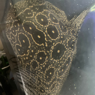 クロコダイルスティングレー　円盤35cm