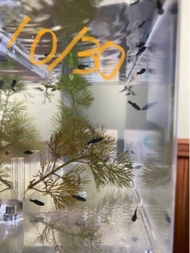 熱帯魚ブラックバルーンモーリー稚魚10 21生まれ Camちゃんねる 延岡のその他の中古あげます 譲ります ジモティーで不用品の処分