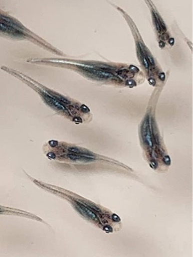 みゆき楊貴妃メダカの稚魚 F 常盤のその他の中古あげます 譲ります ジモティーで不用品の処分