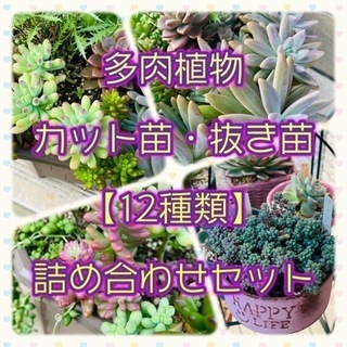 ワンコイン【多肉植物】12種類 詰め合わせセット カット苗・抜き...