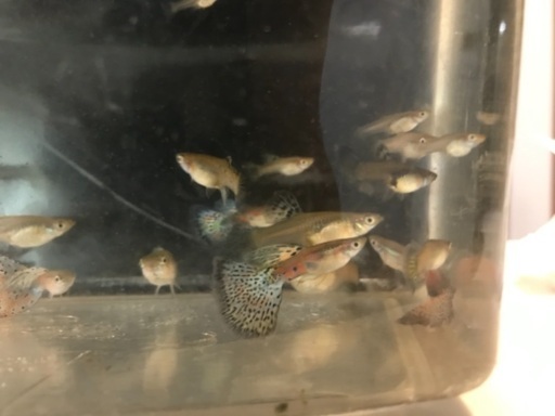 レッドグラスブルーグラスグッピー りゅうママ 大野城のその他の中古あげます 譲ります ジモティーで不用品の処分