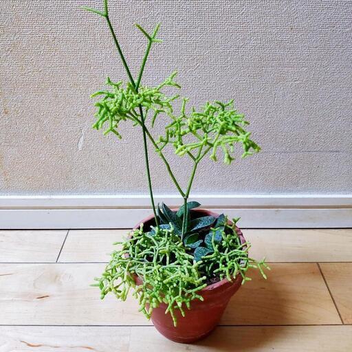 観葉植物 多肉植物 素焼き鉢 りりあ 春日のその他の中古あげます 譲ります ジモティーで不用品の処分 観葉植物 多肉植物 素焼き鉢 りりあ 春日のその他の中古あげます 譲ります ジモティーで不用品の処分