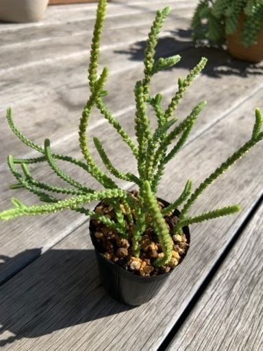 多肉植物若緑100円 波平 八幡宿のその他の中古あげます 譲ります ジモティーで不用品の処分