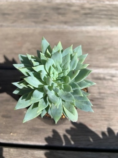 多肉植物ファンファーレ1鉢100円 波平 八幡宿のその他の中古あげます 譲ります ジモティーで不用品の処分