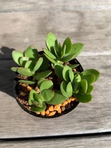 多肉植物天狗の舞1鉢 100円 波平 八幡宿のその他の中古あげます 譲ります ジモティーで不用品の処分