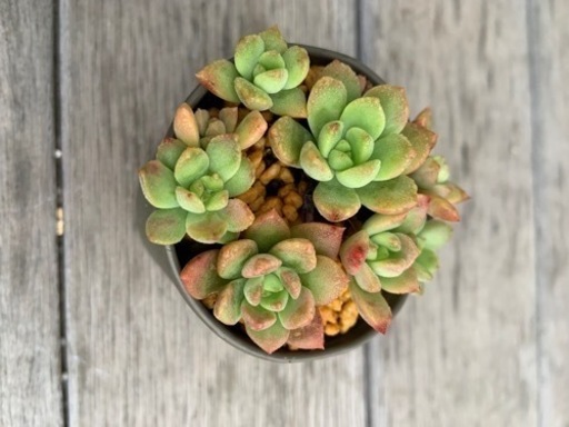 多肉植物マッコス ミニサイズ 1鉢100円 波平 八幡宿のその他の中古あげます 譲ります ジモティーで不用品の処分 多肉植物マッコス ミニサイズ 1鉢100円 波平 八幡宿のその他の中古あげます 譲ります ジモティーで不用品の処分