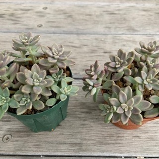 千葉県の中古多肉植物が無料 格安で買える ジモティー