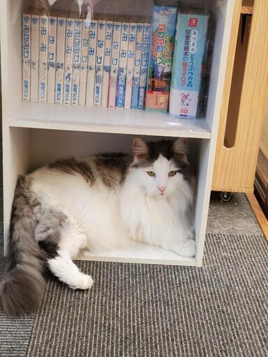 アミパ名取の猫カフェ行きませんか さえ 美田園の友達のメンバー募集 無料掲載の掲示板 ジモティー アミパ名取の猫カフェ行きませんか さえ 美田園の友達のメンバー募集 無料掲載の掲示板 ジモティー