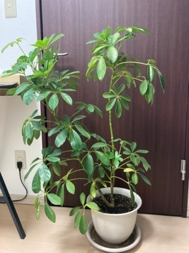 カポックパキラ観葉植物2つで00円 おもち 高崎のその他の中古あげます 譲ります ジモティーで不用品の処分