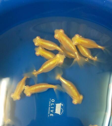 11 6まで金魚 アルビノ頂天眼 当歳 4cm 5匹1000円 趣味金ぎょちゃん 小岩のその他の中古あげます 譲ります ジモティーで不用品の処分