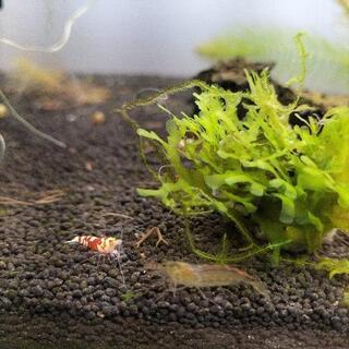 タイガービーシュリンプ(太極)