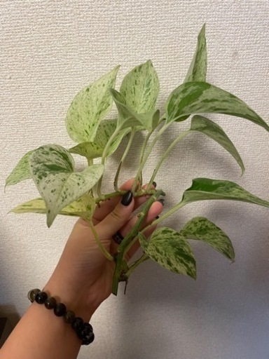 ポトス マーブルクイーン 怪獣 練馬の家具の中古あげます 譲ります ジモティーで不用品の処分