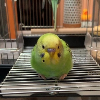 セキセイインコ探してます