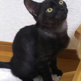 クロキジの子ネコ とってもやんちゃなコテツ 紅鉄 くん 和泉 ねころじの会 和泉中央の猫の里親募集 ジモティー
