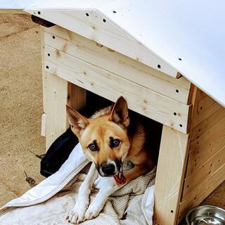 【里親様、ご縁頂きありがとうございました🐕】シャイだけど賢い僕で...