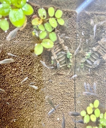 貴重 天然メダカの稚魚匹 ミニ水槽 水草 餌の本格飼育4点セット さゆりん 宮原のその他の中古あげます 譲ります ジモティーで不用品の処分