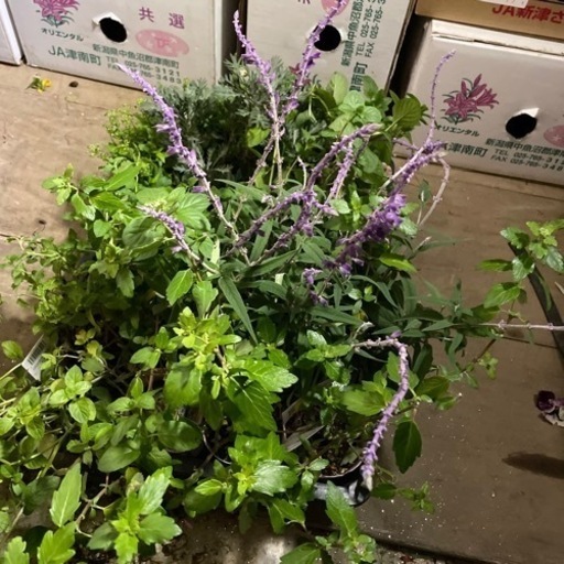 ミント メキシカンブッシュセージなど差し上げます グリーンマインド 祖師ヶ谷大蔵のその他の中古あげます 譲ります ジモティーで不用品の処分