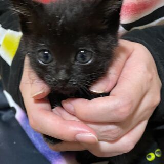 神秘的な目が美しい黒猫の「あずき」ちゃん♡