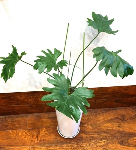 観葉植物 セローム 鉢付き 咲蘭 石山の家庭用品 ガーデニング の中古あげます 譲ります ジモティーで不用品の処分