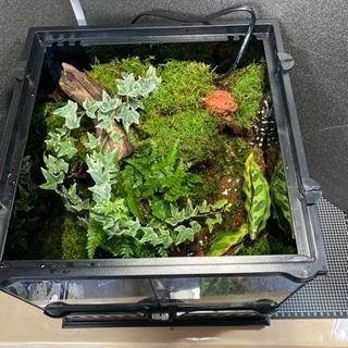 ☆杜のメダカイモリ・カエル飼育にオススメ！！パルダリウム完成品☆ライト